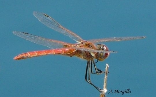 Crocothemis erythraea? - Sympetrum fonscolombii (maschio)